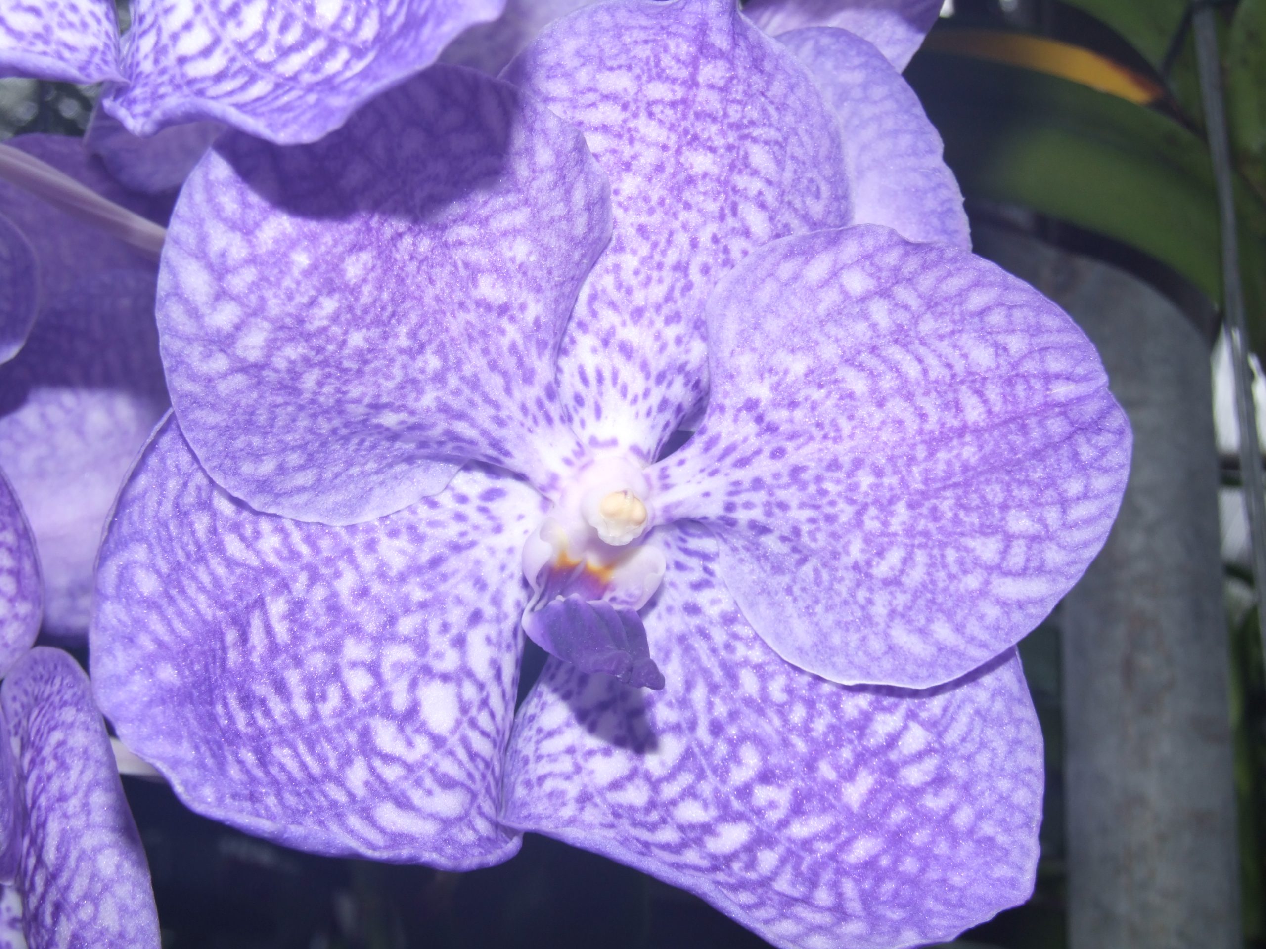 Tra le orchidee della Thailandia - immagine 134