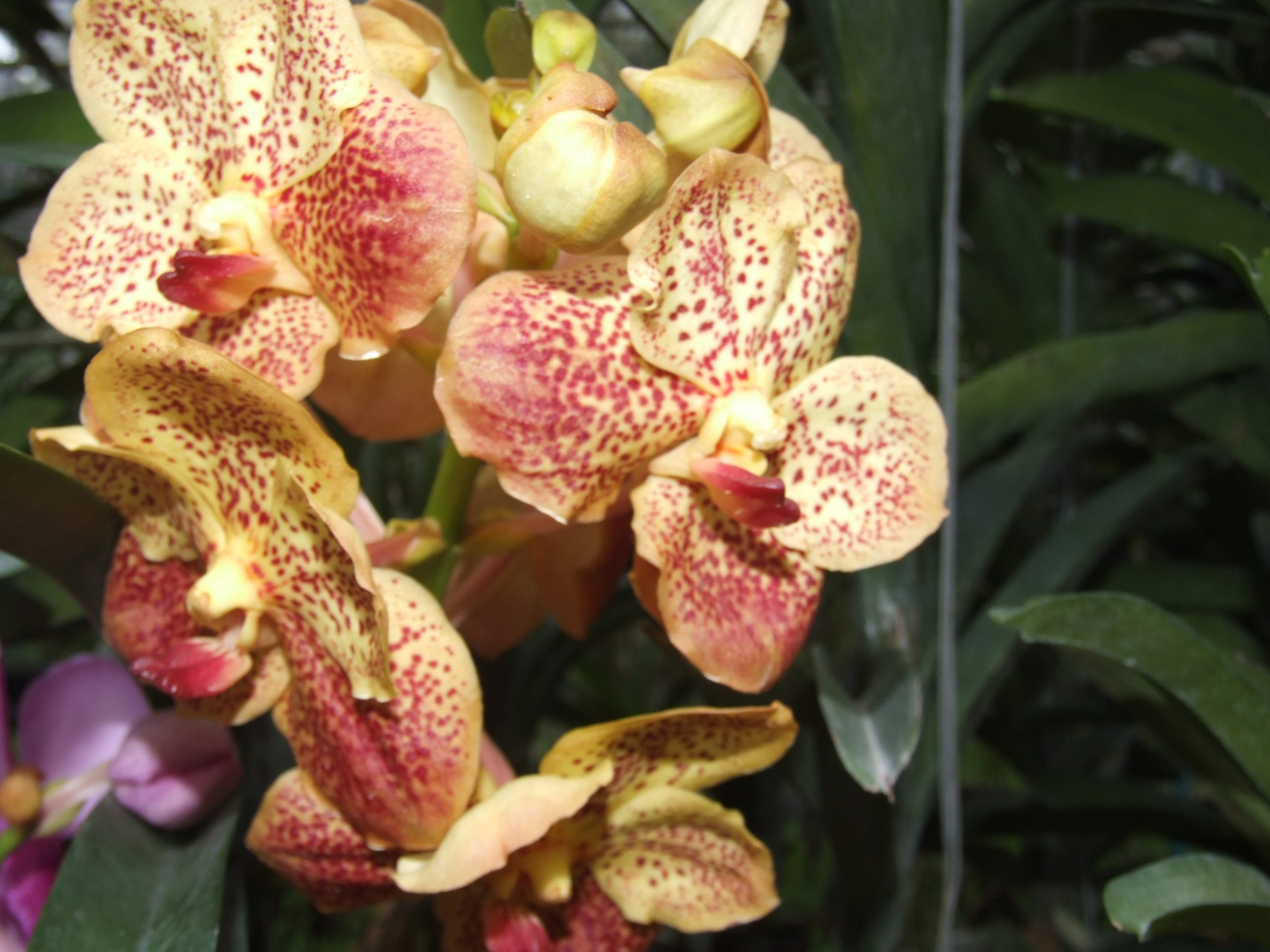 Tra le orchidee della Thailandia - immagine 135