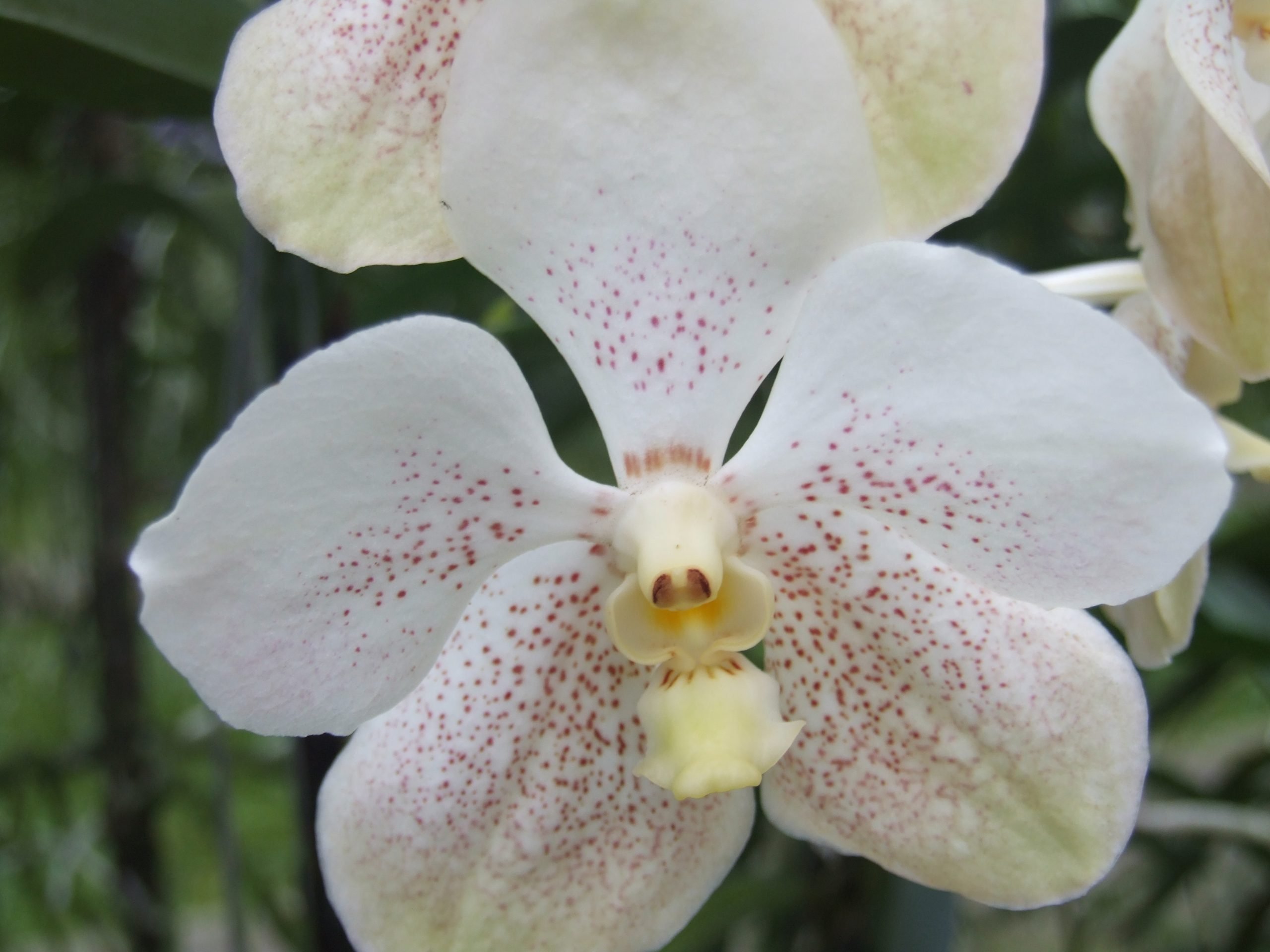 Tra le orchidee della Thailandia - immagine 136