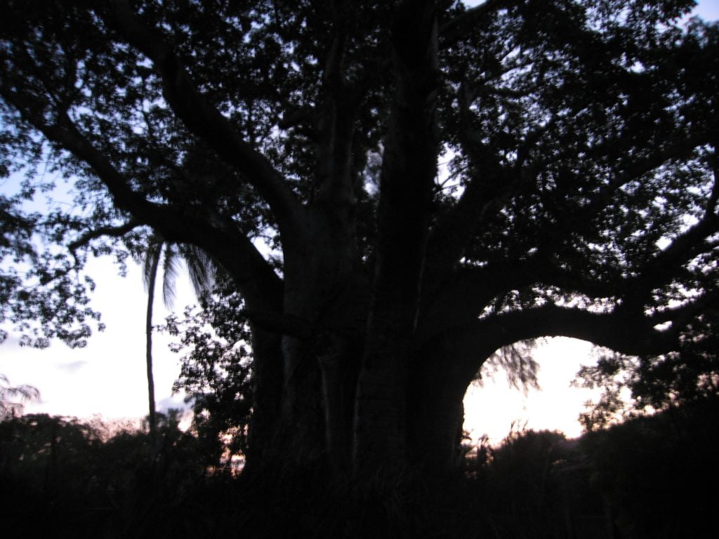 Sequoia o baobab? - immagine 133