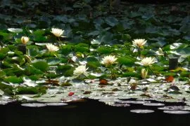 Ninfea o fiore di loto? Scopri come distinguerli - immagine 1