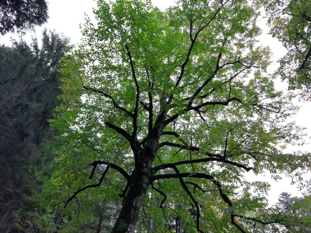 Abbazia di Vallombrosa, 1 giorno in cerca del foliage - immagine 13