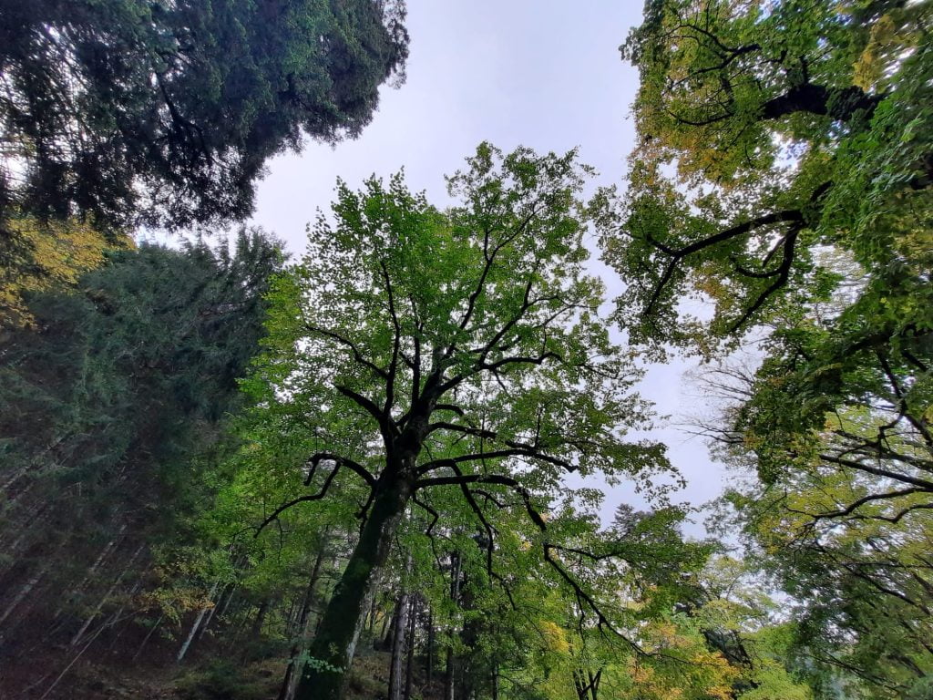 Abbazia di Vallombrosa, 1 giorno in cerca del foliage - immagine 14