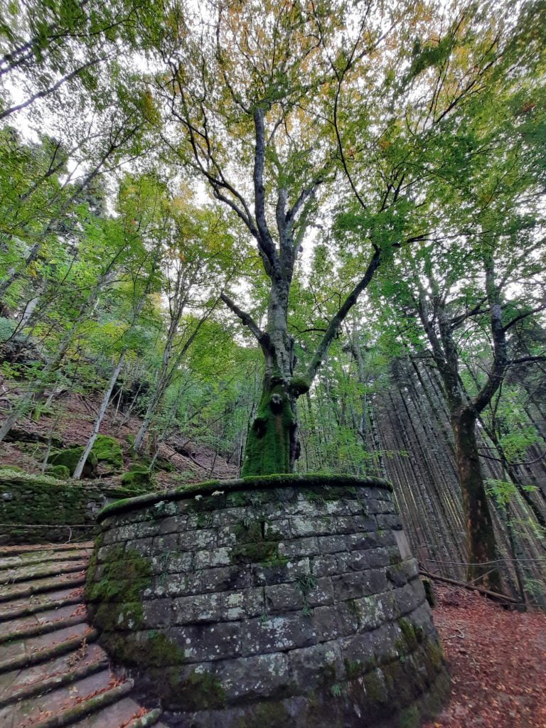 Abbazia di Vallombrosa, 1 giorno in cerca del foliage - immagine 10