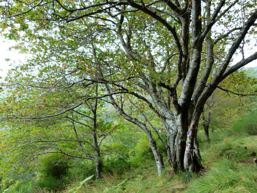 Orsigna, seguendo Terzani sull'Appennino pistoiese - immagine 25