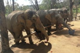 Tra gli elefanti...1 mattina all'Elephant Jungle Sanctuary di Phuket - immagine 1