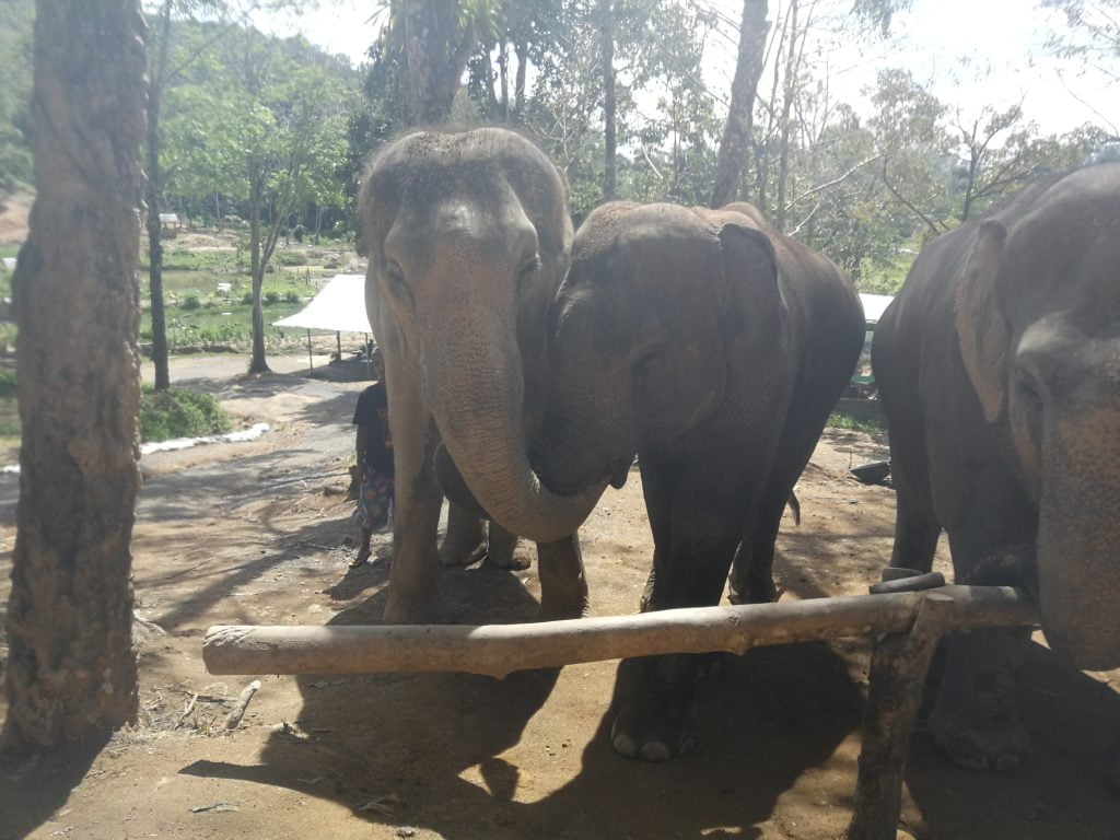 Tra gli elefanti...1 mattina all'Elephant Jungle Sanctuary di Phuket - immagine 3