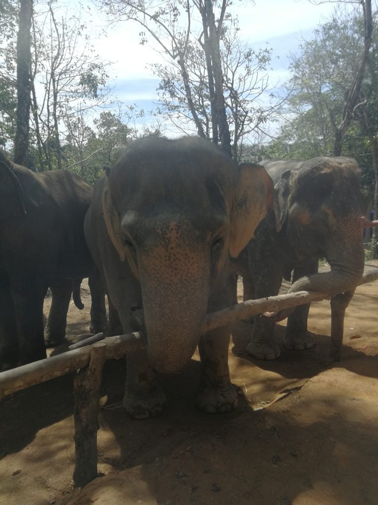 Tra gli elefanti...1 mattina all'Elephant Jungle Sanctuary di Phuket - immagine 6