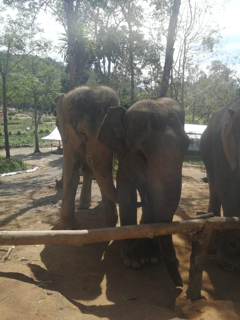 Tra gli elefanti...1 mattina all'Elephant Jungle Sanctuary di Phuket - immagine 7