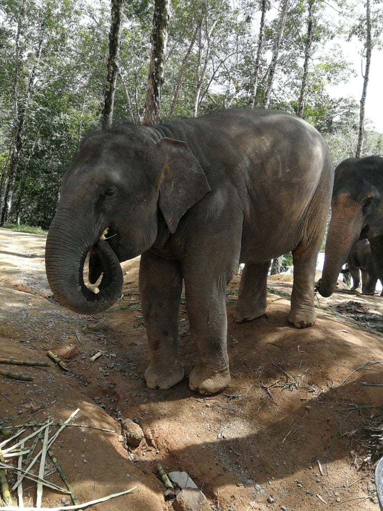 Tra gli elefanti...1 mattina all'Elephant Jungle Sanctuary di Phuket - immagine 8