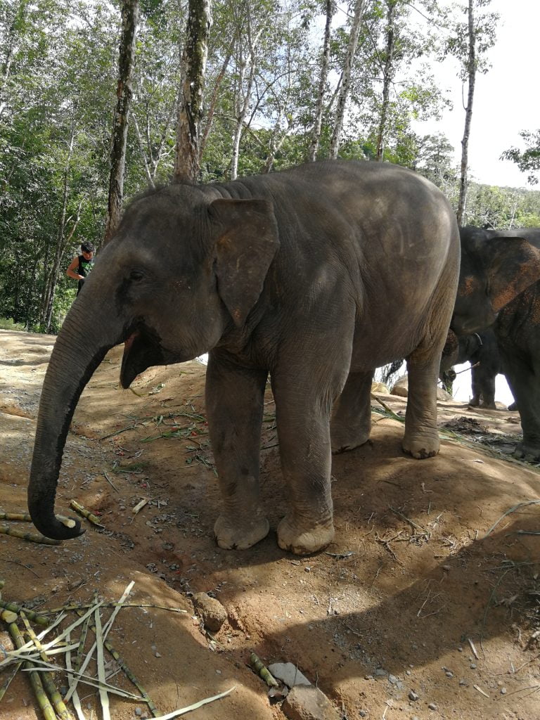Tra gli elefanti...1 mattina all'Elephant Jungle Sanctuary di Phuket - immagine 9