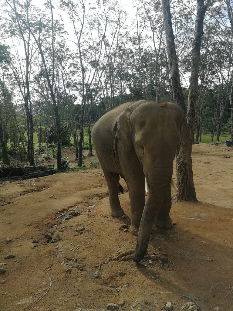 Tra gli elefanti...1 mattina all'Elephant Jungle Sanctuary di Phuket - immagine 4