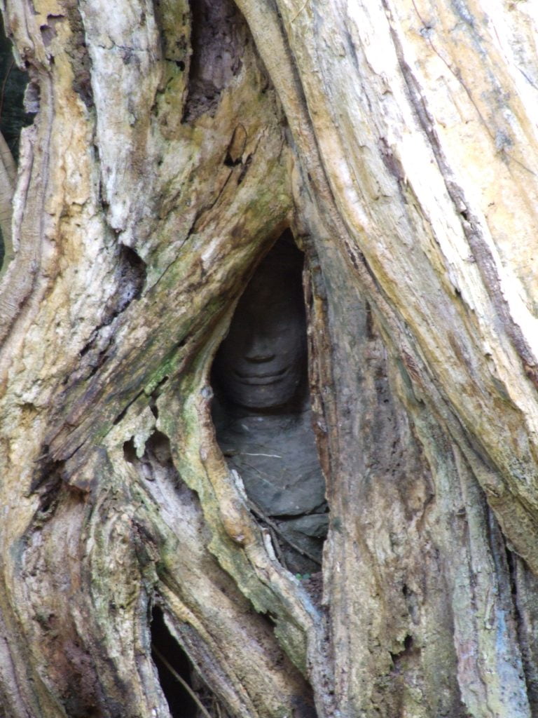 Ta Prohm, tempio nella giungla cambogiana - immagine 3