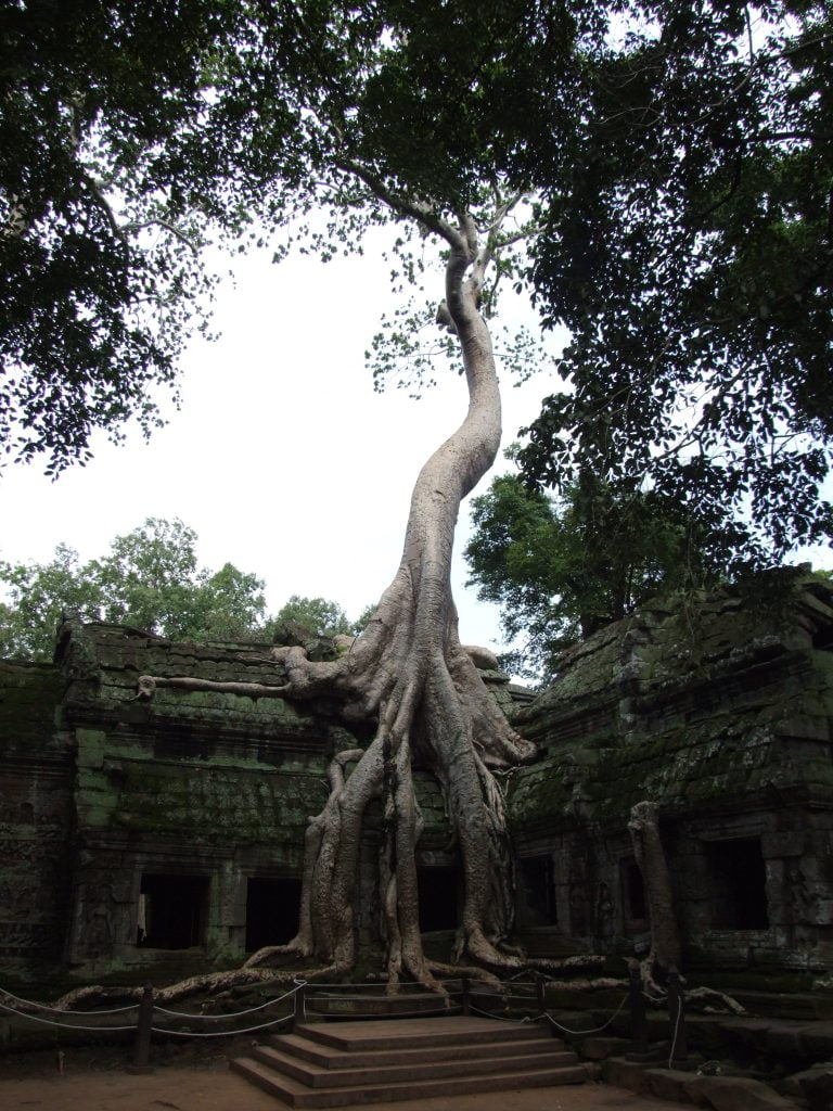 Ta Prohm, tempio nella giungla cambogiana - immagine 6