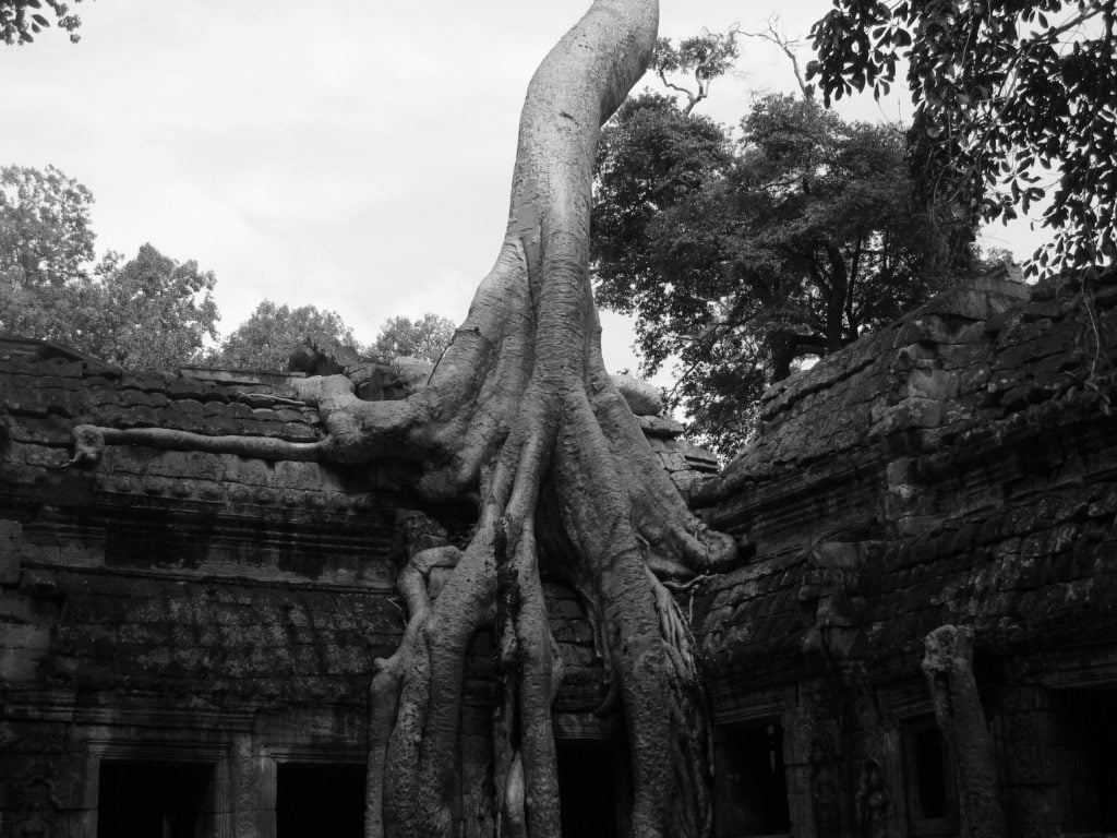 Ta Prohm, tempio nella giungla cambogiana - immagine 10