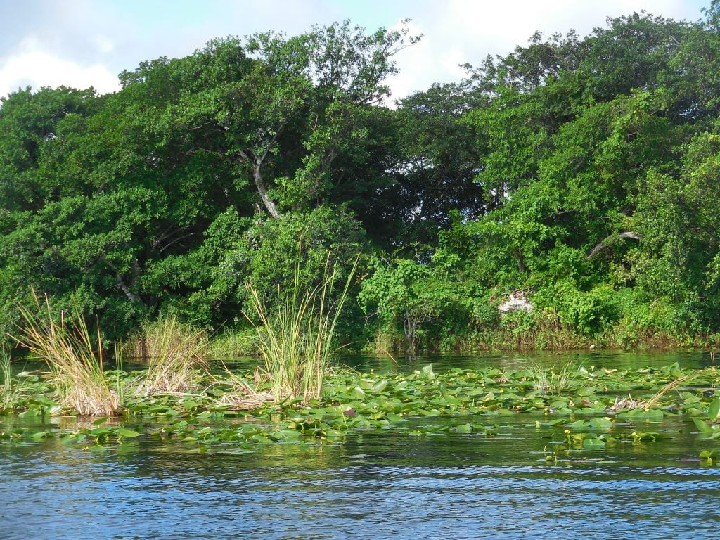 Everglades, in airboat tra le paludi della Florida - immagine 5