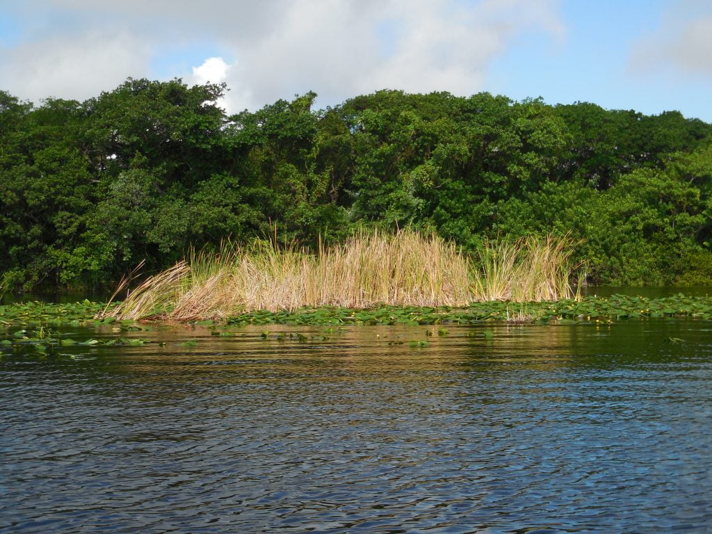 Everglades, in airboat tra le paludi della Florida - immagine 6