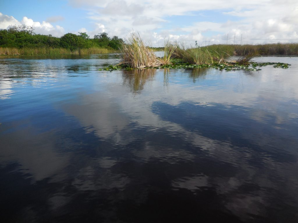 Everglades, in airboat tra le paludi della Florida - immagine 3