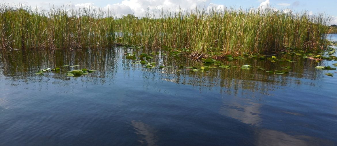 Everglades, in airboat tra le paludi della Florida - immagine 220