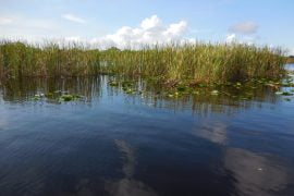 Everglades, in airboat tra le paludi della Florida - immagine 1