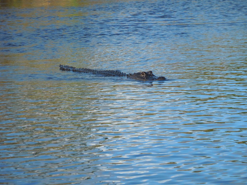 Everglades, in airboat tra le paludi della Florida - immagine 9