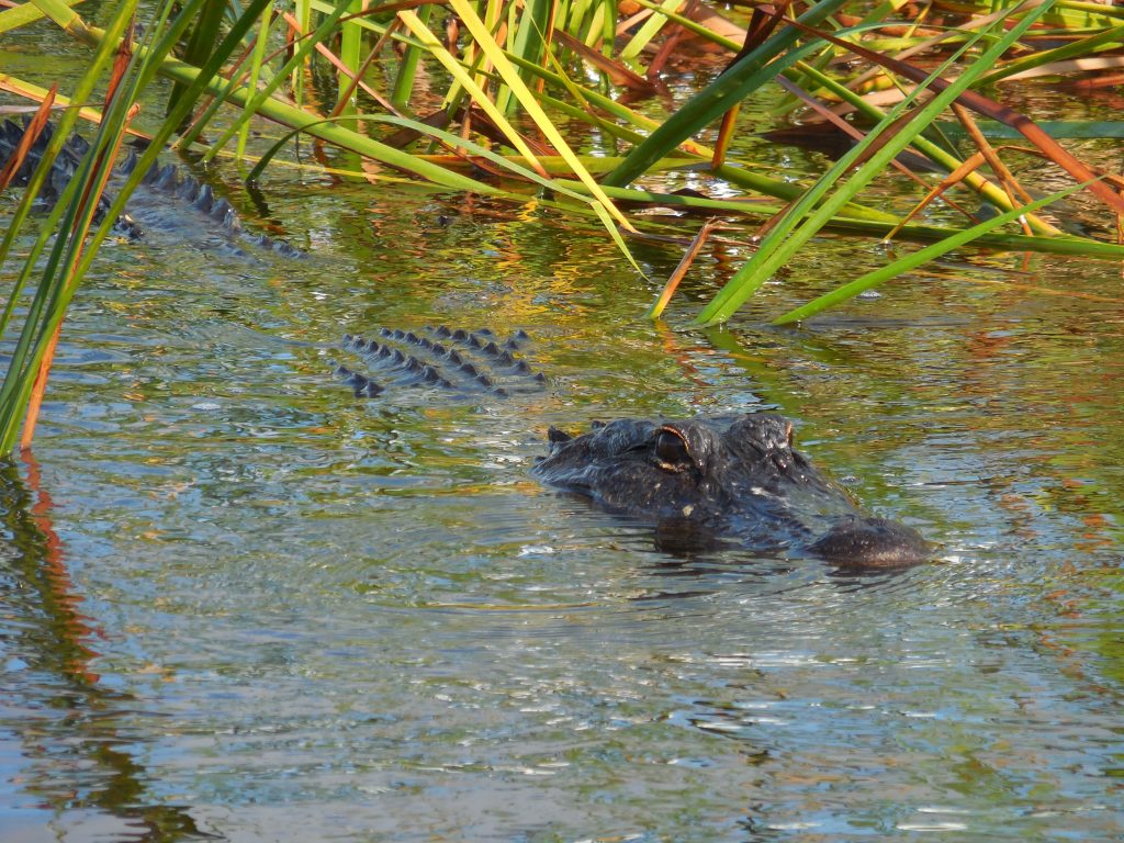 Everglades, in airboat tra le paludi della Florida - immagine 10