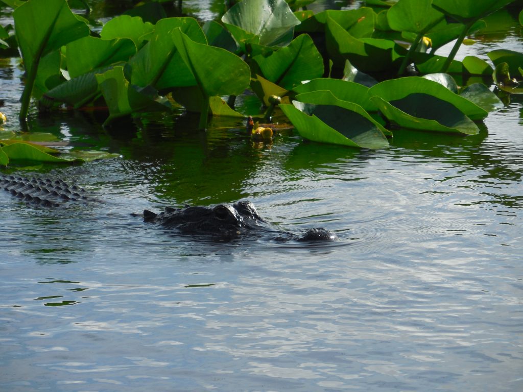 Everglades, in airboat tra le paludi della Florida - immagine 11