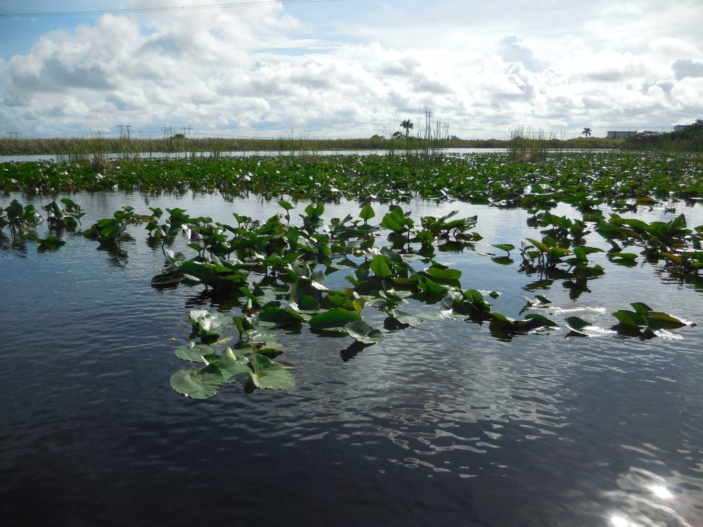 Everglades, in airboat tra le paludi della Florida - immagine 7
