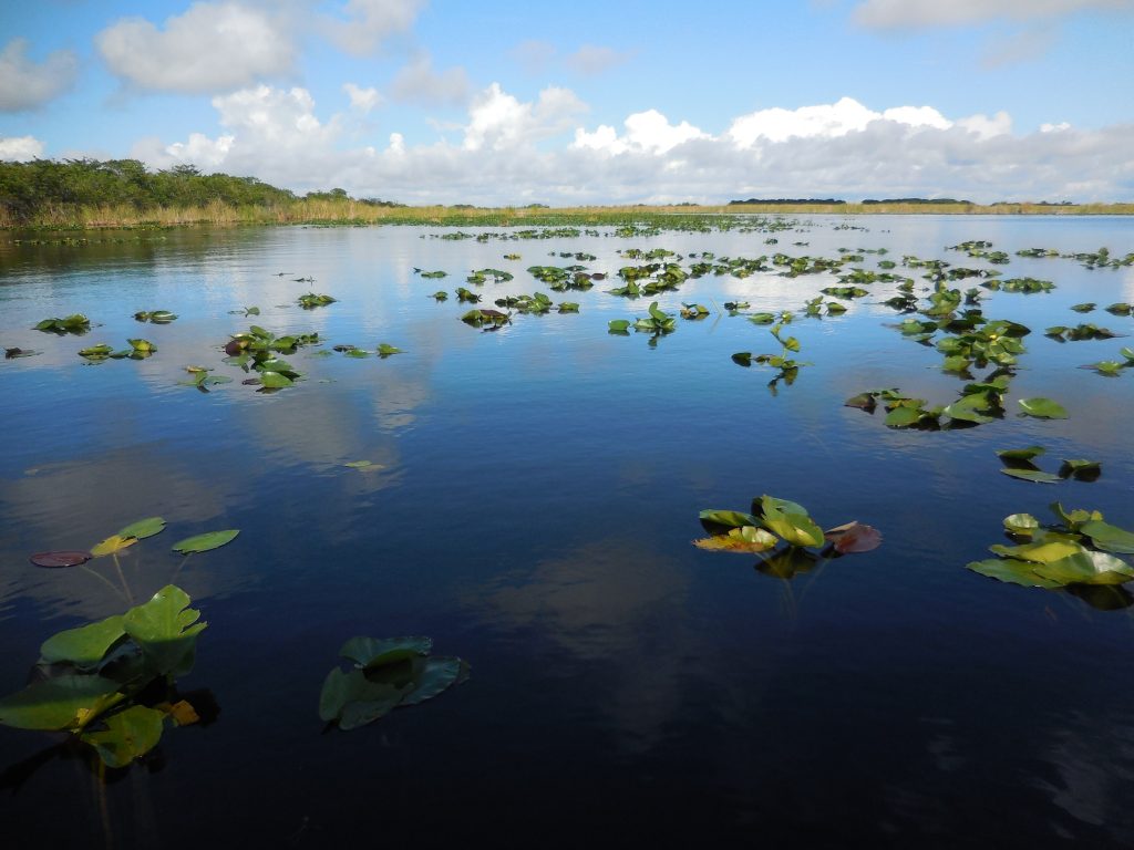 Everglades, in airboat tra le paludi della Florida - immagine 4