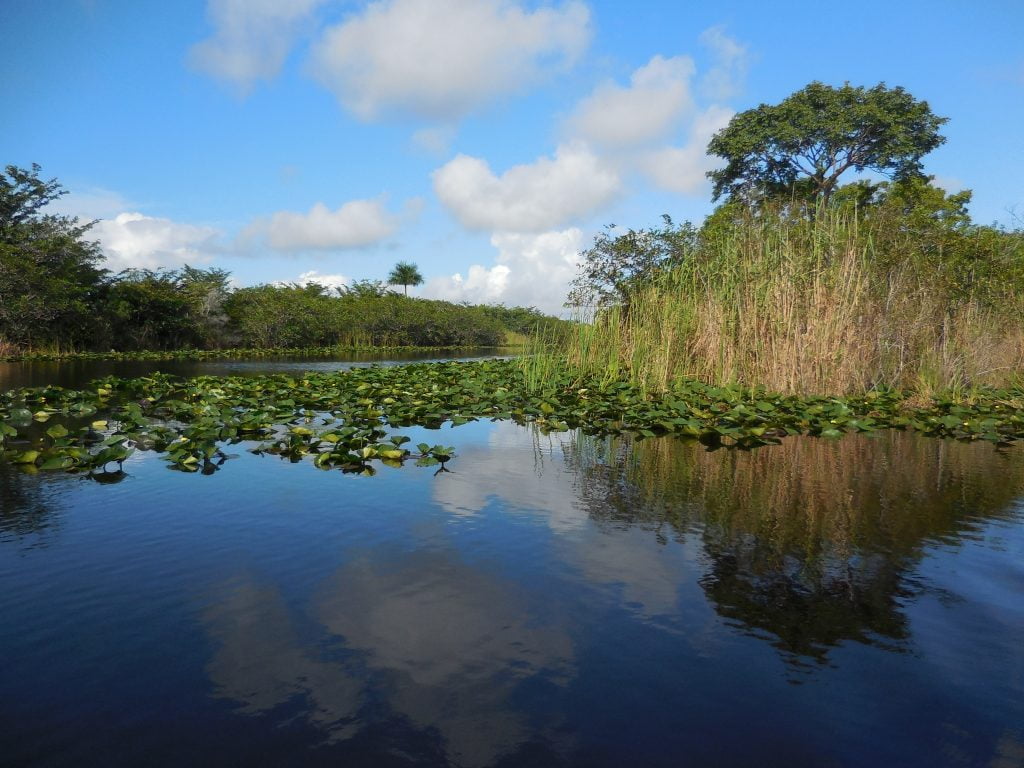 Everglades, in airboat tra le paludi della Florida - immagine 12