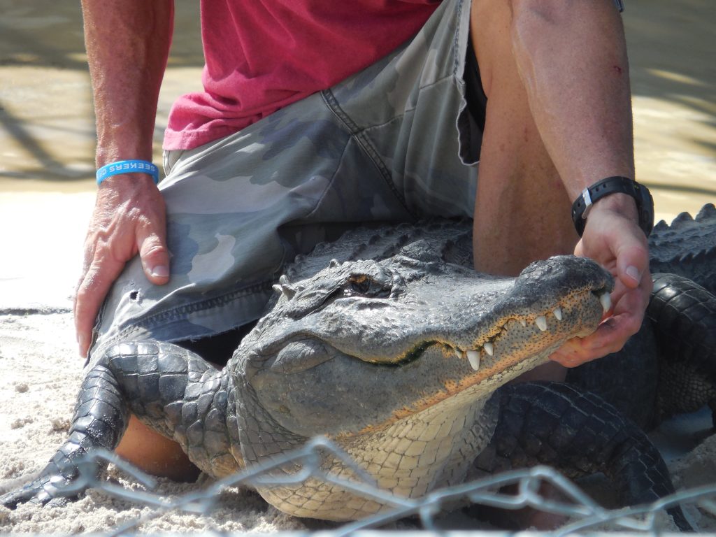 Everglades, in airboat tra le paludi della Florida - immagine 16