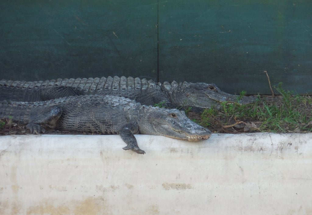 Everglades, in airboat tra le paludi della Florida - immagine 17