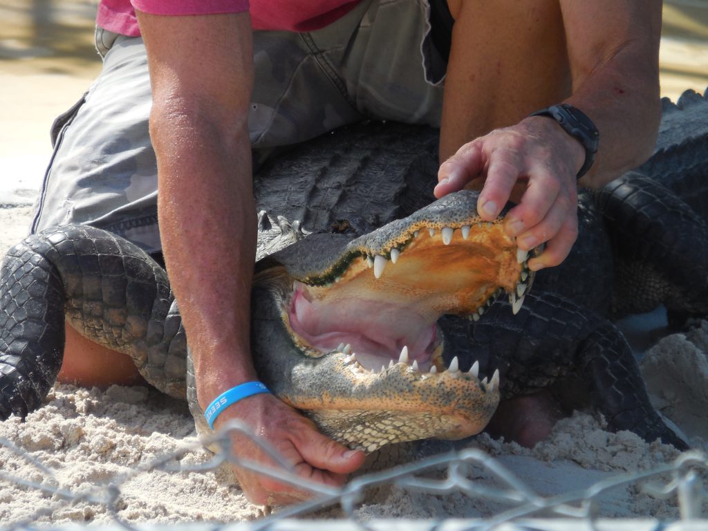 Everglades, in airboat tra le paludi della Florida - immagine 18