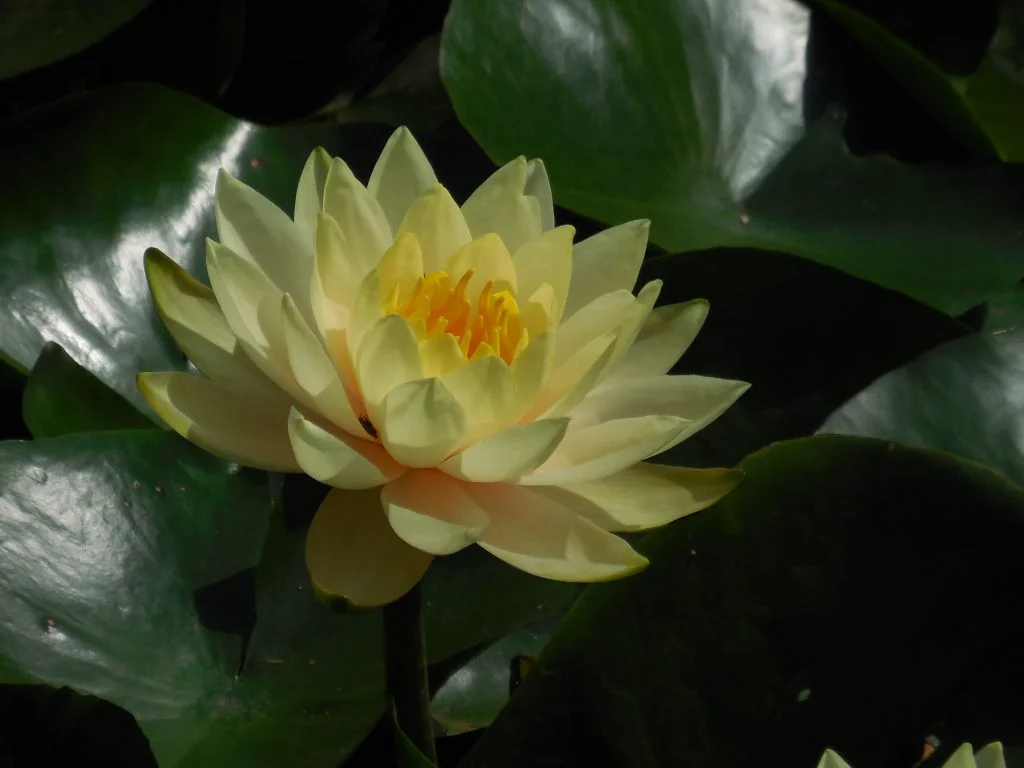 Ninfea o fiore di loto? Scopri come distinguerli - immagine 6