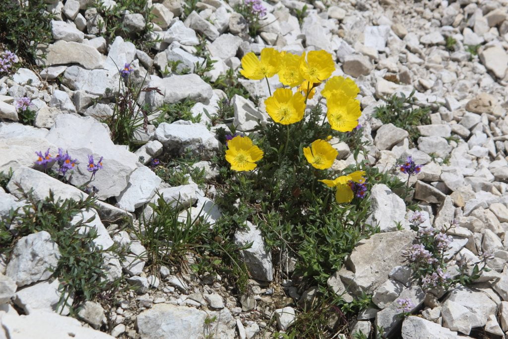 Tre Cime di Lavaredo, trekking ad anello dal Rifugio Auronzo - immagine 17