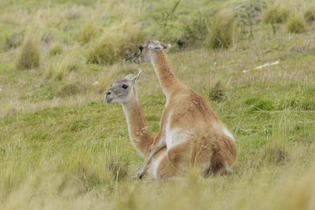 Lama, vigogna, alpaca e guanaco...differenze tra i 4 - immagine 4