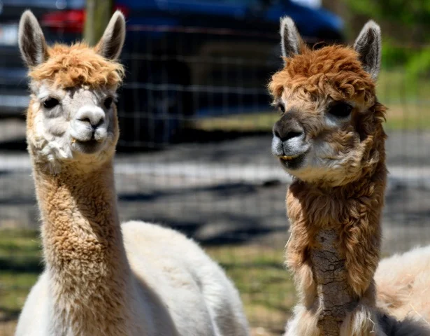 Lama, vigogna, alpaca e guanaco...differenze tra i 4 - immagine 3