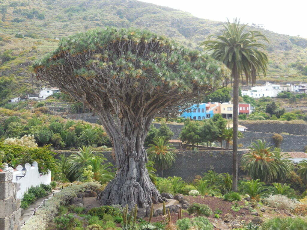 Tenerife in 7 giorni - immagine 14