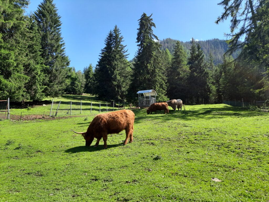 Val Pusteria con neonato: tutti i consigli tra sole e pioggia - immagine 14