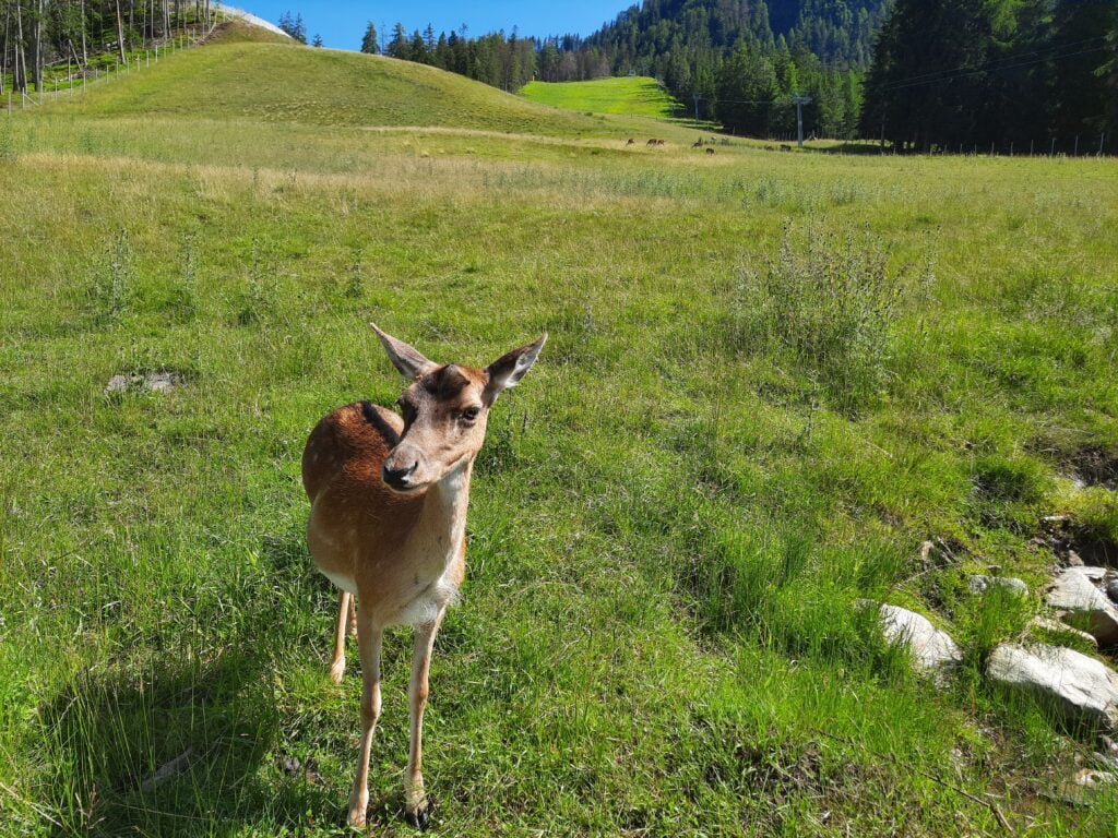 Val Pusteria con neonato: tutti i consigli tra sole e pioggia - immagine 13