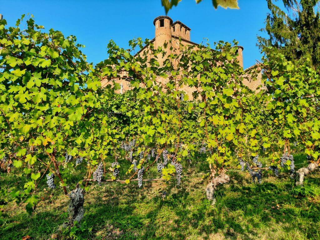 Langhe, cosa vedere assolutamente in 2 giorni (con un neonato) - immagine 16