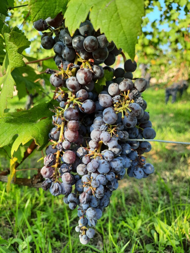 Langhe, cosa vedere assolutamente in 2 giorni (con un neonato) - immagine 14