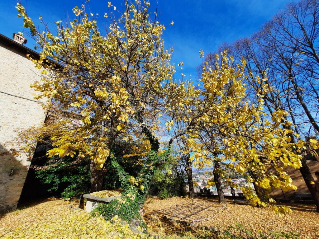 Tra Medioevo e Natale: Grazzano Visconti, Castell'Arquato e Fontanellato - immagine 12