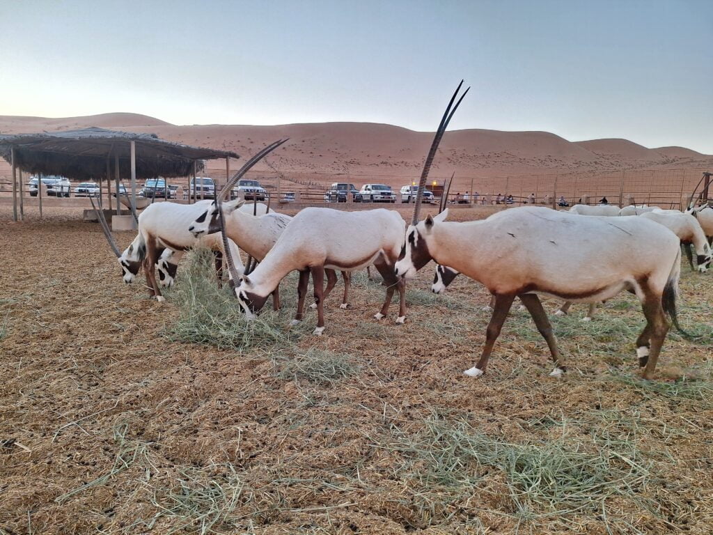 Oman in 6 giorni con i bambini - immagine 21