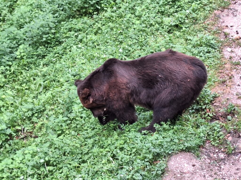 San Romedio, il Santuario e l'orso - immagine 5