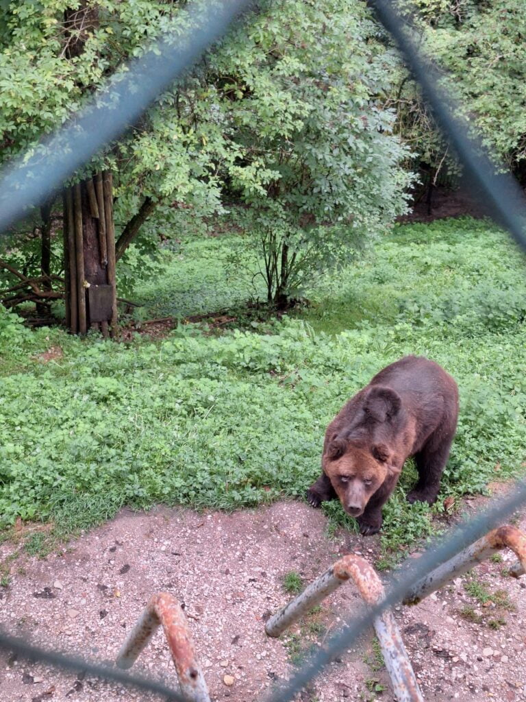 San Romedio, il Santuario e l'orso - immagine 6