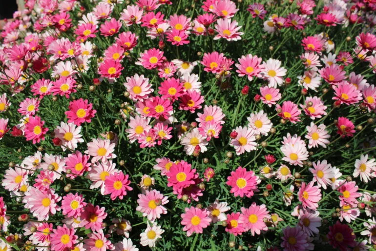 Primavera, un equinozio che cambia data - immagine 223