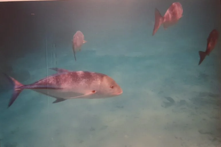 Il pesce d'aprile - immagine 224